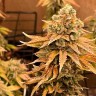 Auto Bruce Banner feminised Ganja Seeds