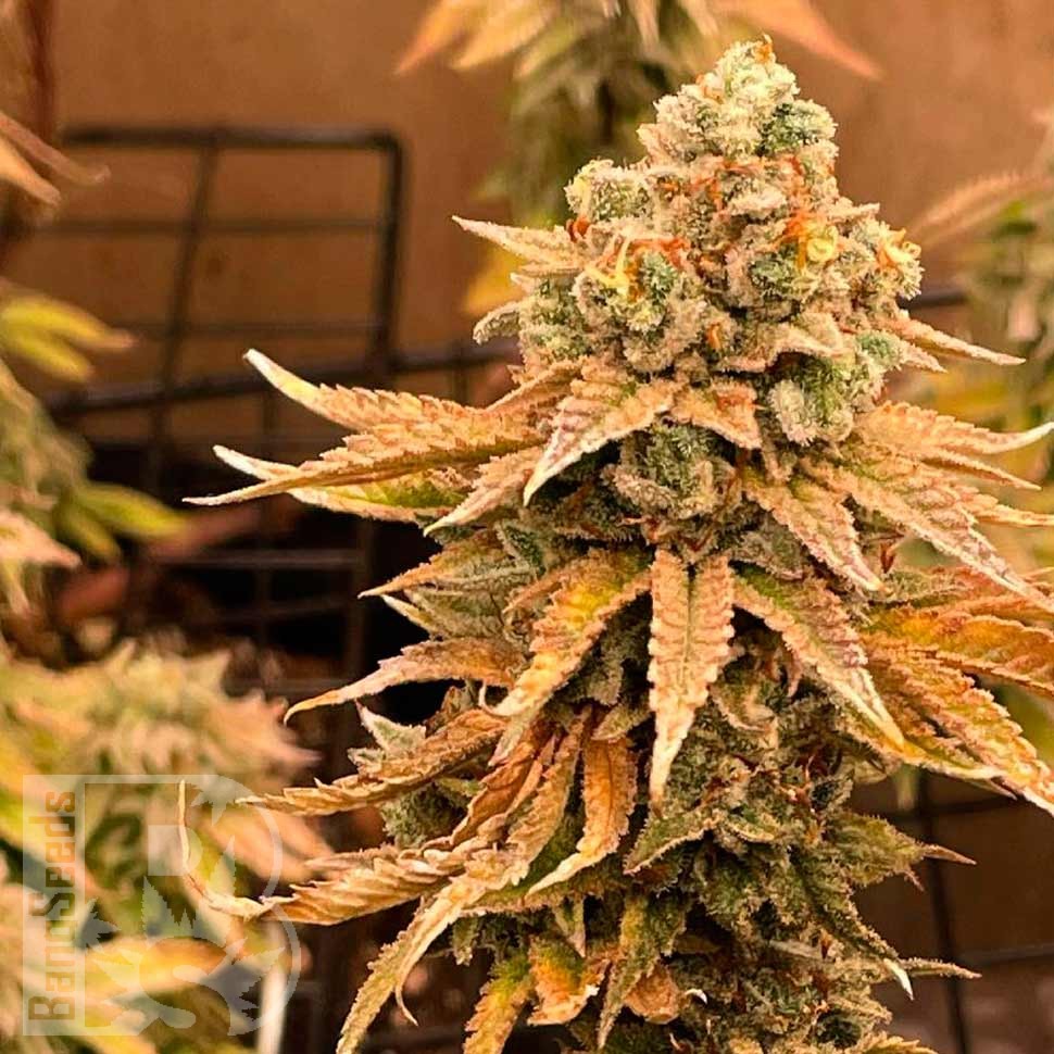 Auto Bruce Banner feminised Ganja Seeds