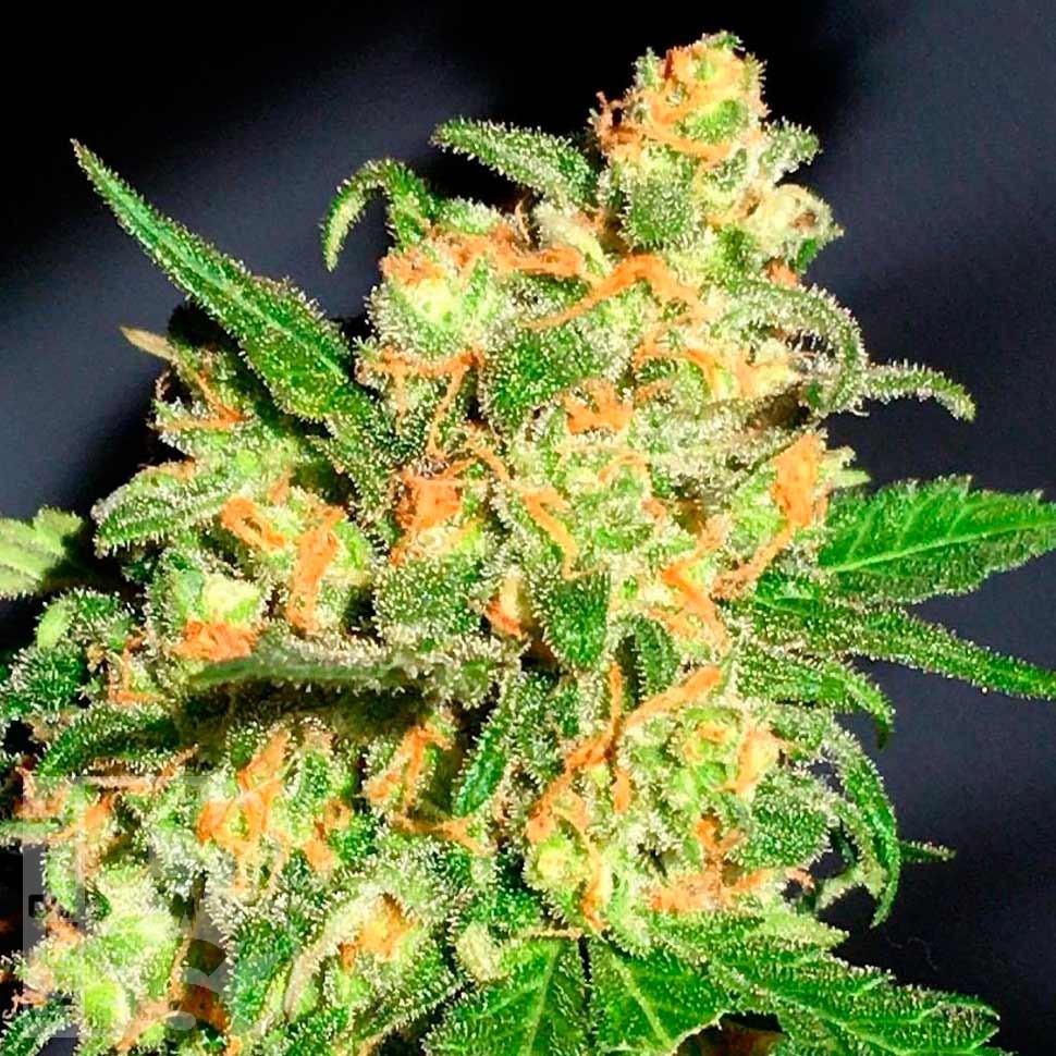 Auto Bruce Banner feminised Ganja Seeds