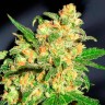 Семена ганжа  Bruce Banner feminised Ganja Seeds