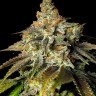 Семена ганжа  Bruce Banner feminised Ganja Seeds