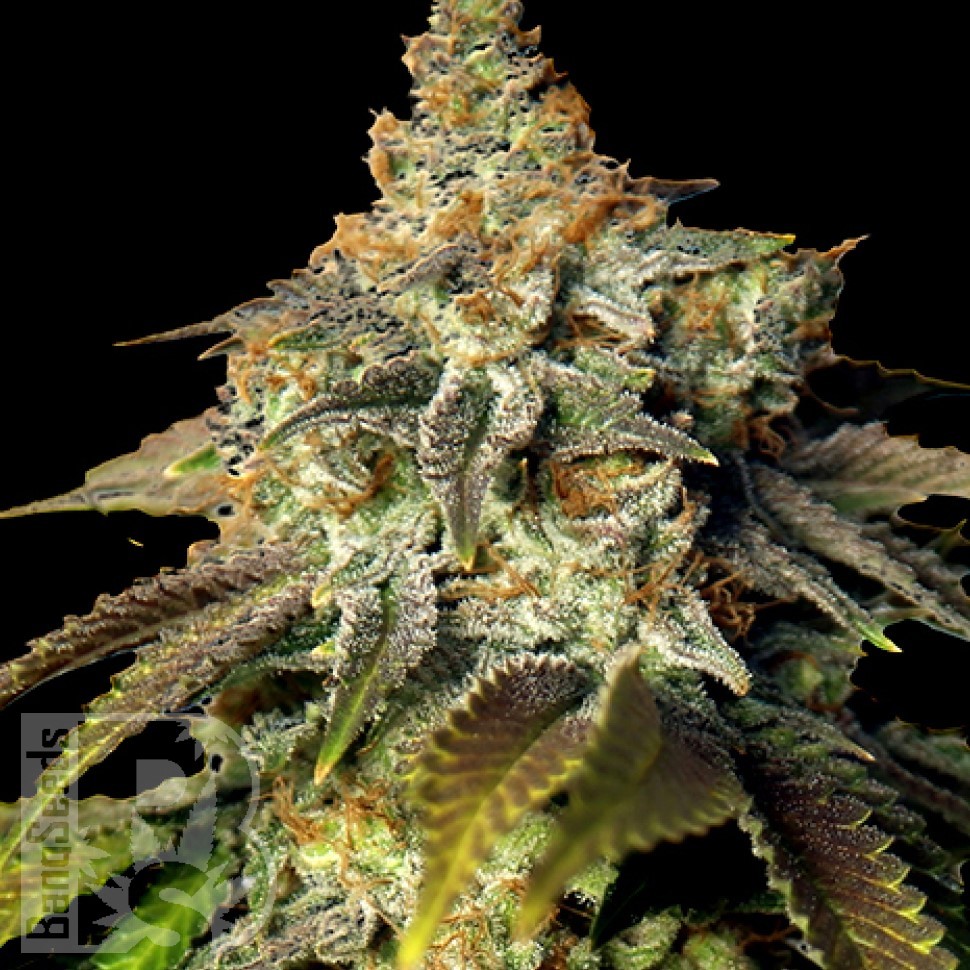 Семена ганжа  Bruce Banner feminised Ganja Seeds