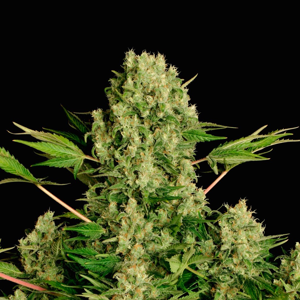 Семена марихуаны  White Russian feminised Ganja Seeds