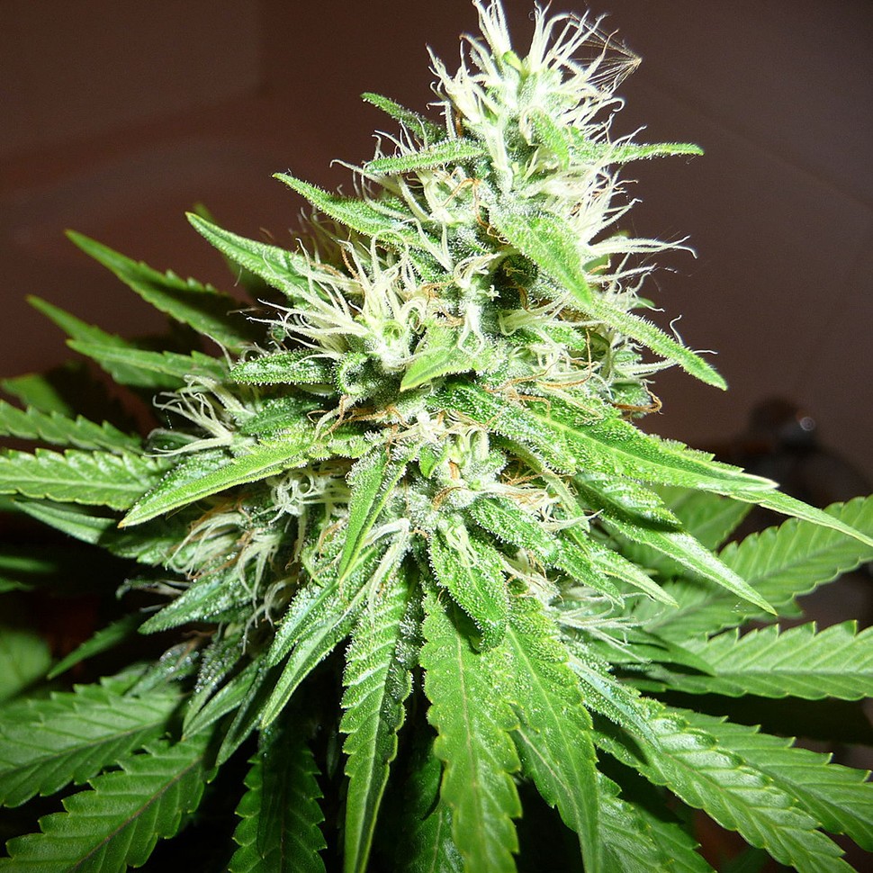 Семена  Hawai feminised Ganja Seeds