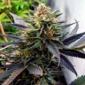 Семена  Hawai feminised Ganja Seeds