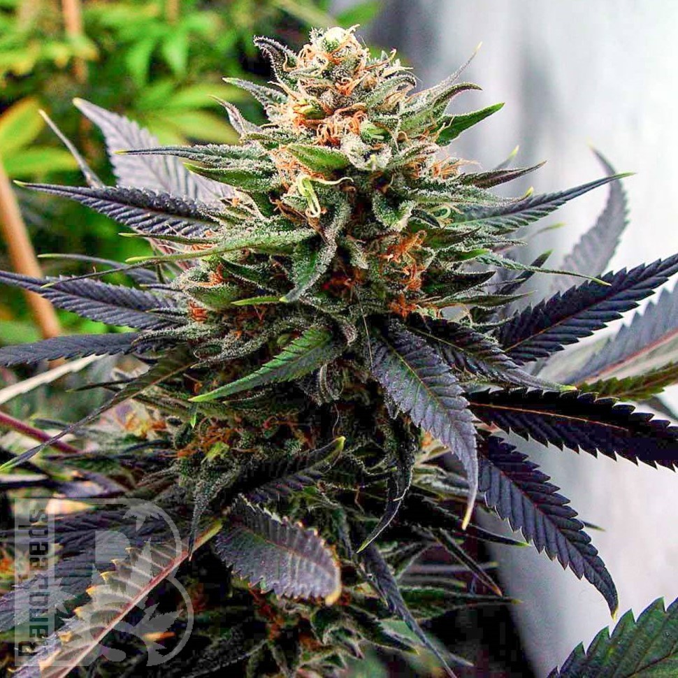 Семена  Hawai feminised Ganja Seeds