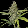 Семена  Hawai feminised Ganja Seeds