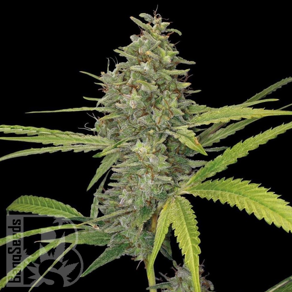 Семена  Hawai feminised Ganja Seeds