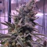 Семена  Hawai feminised Ganja Seeds