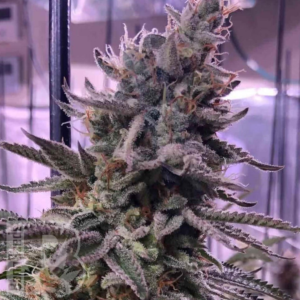 Семена  Hawai feminised Ganja Seeds