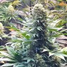 Auto Banana Punch feminised Ganja Seeds