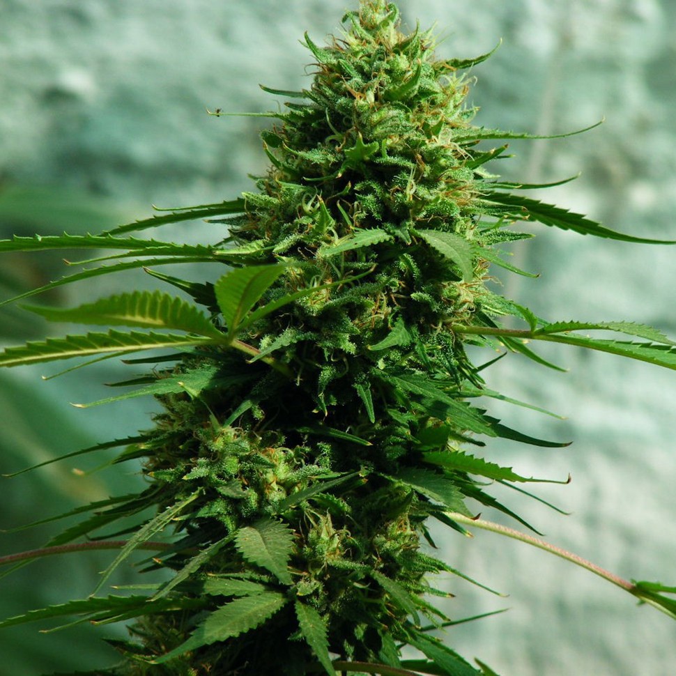 Семена  Jack Herer feminised Ganja Seeds