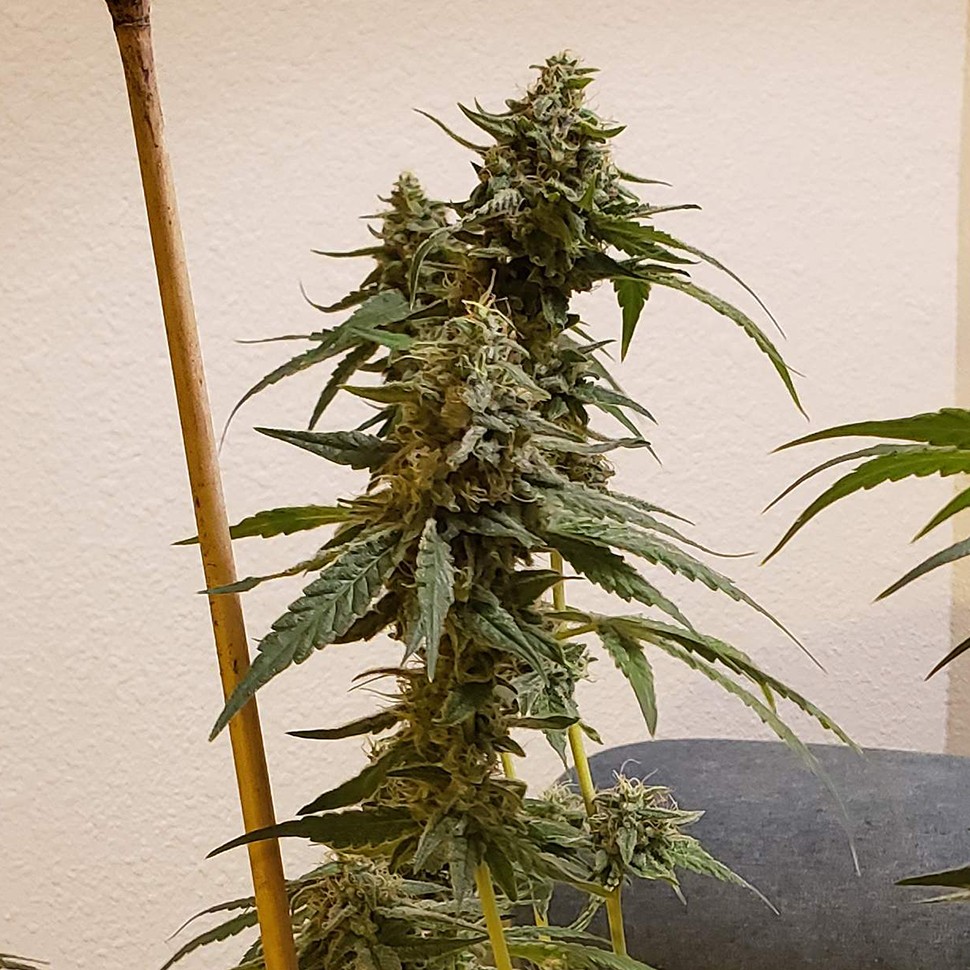 Семена ганжа  Auto Fruit feminised Ganja Seeds