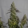 Семена конопли  Auto Magnesia Haze feminised Ganja Seeds