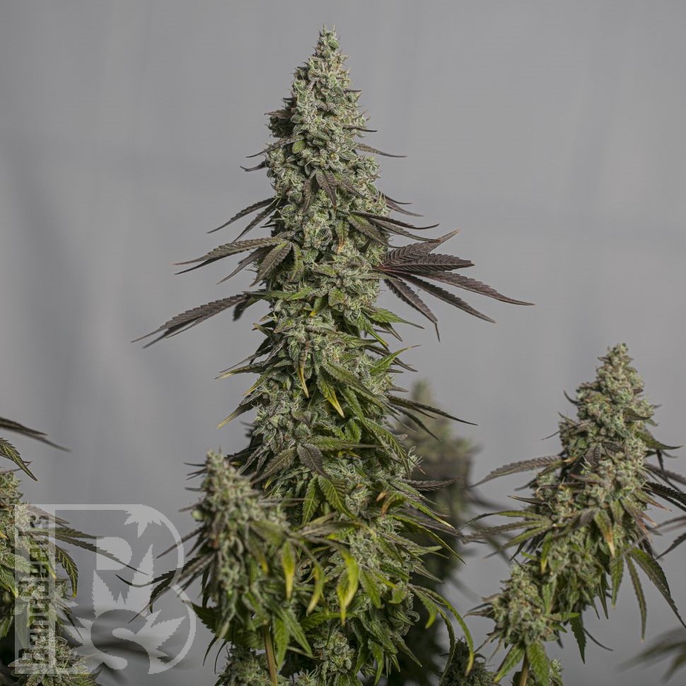 Семена конопли  Auto Magnesia Haze feminised Ganja Seeds