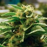 Grapefruit feminised Ganja Seeds