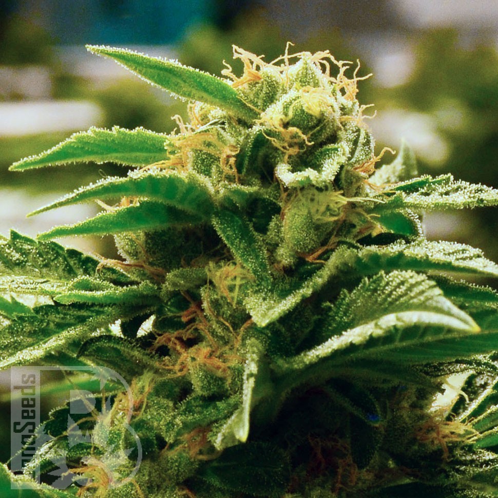 Grapefruit feminised Ganja Seeds