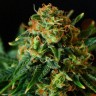 Grapefruit feminised Ganja Seeds