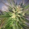 Grapefruit feminised Ganja Seeds