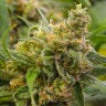 Grapefruit feminised Ganja Seeds