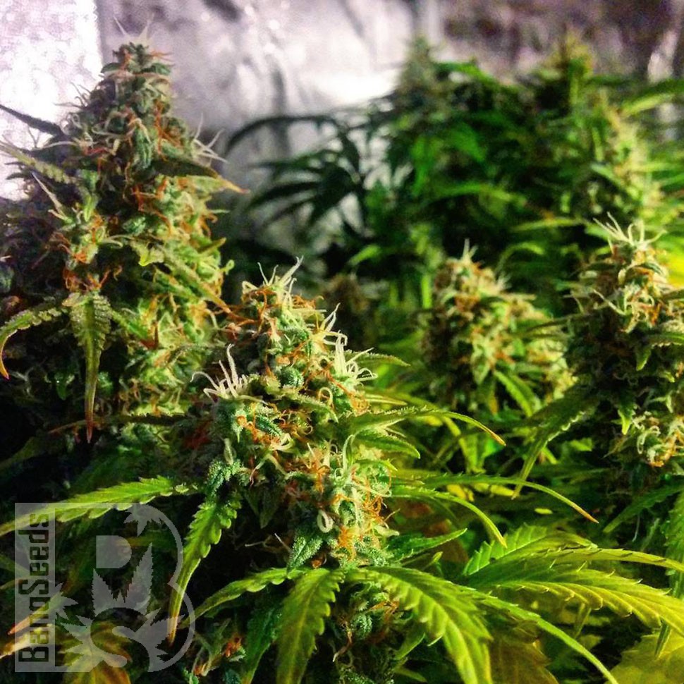 Grapefruit feminised Ganja Seeds