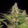 купить семенам конопли Auto Doctor's Choice feminised Ganja Seeds