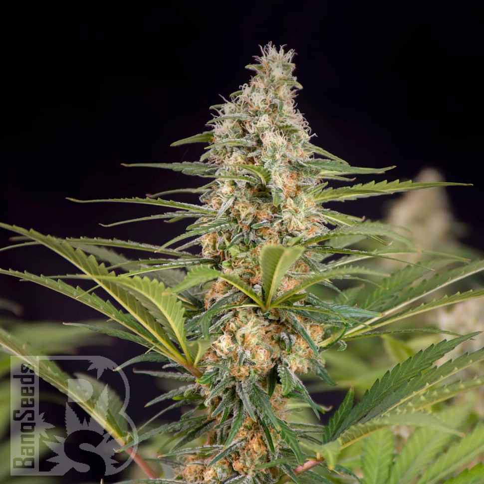 Семена конопли  Auto Doctor's Choice feminised Ganja Seeds