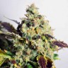 семена конопли почтой Auto Doctor's Choice feminised Ganja Seeds