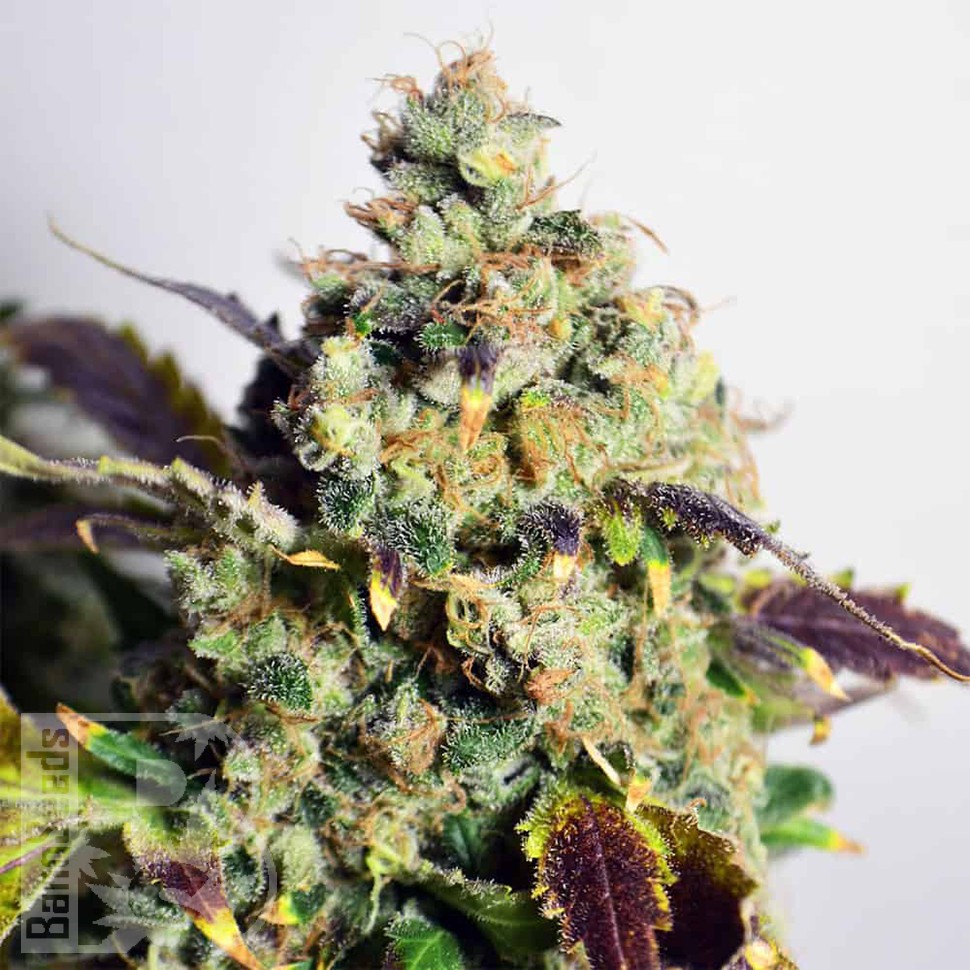 семена конопли почтой Auto Doctor's Choice feminised Ganja Seeds