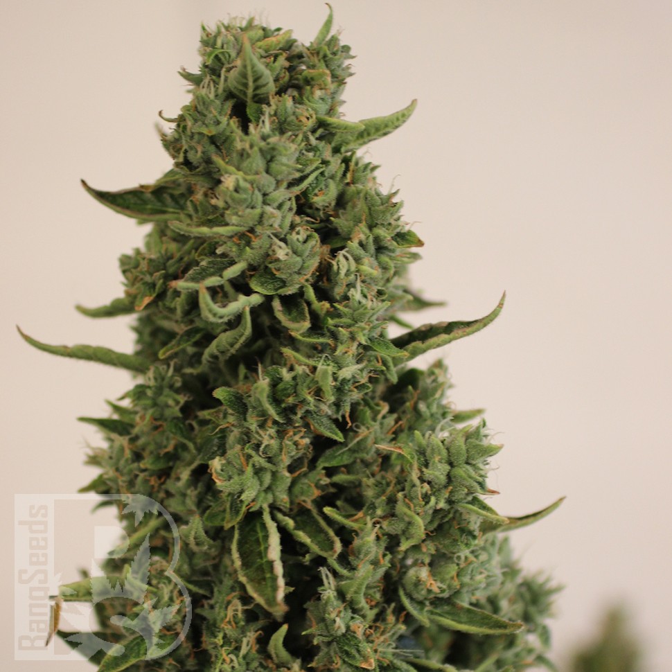 магазин семян конопли Auto Doctor's Choice feminised Ganja Seeds