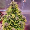 семена конопли интернете Auto Doctor's Choice feminised Ganja Seeds