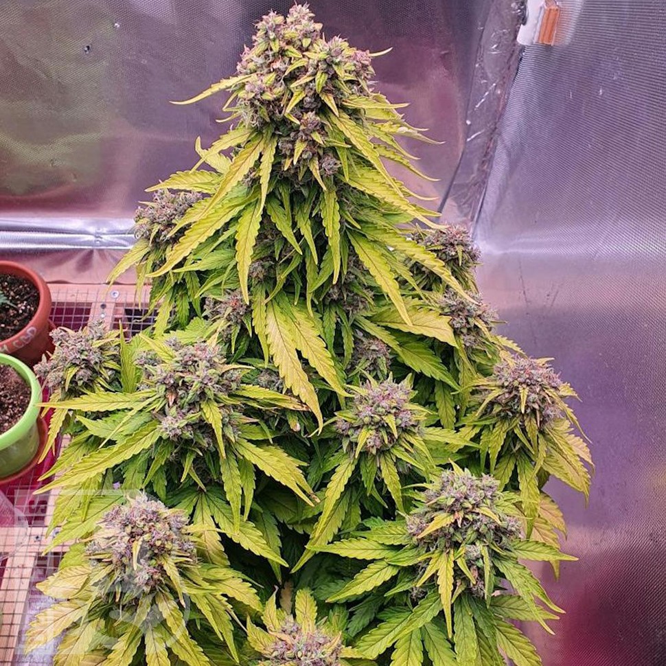 семена конопли интернете Auto Doctor's Choice feminised Ganja Seeds