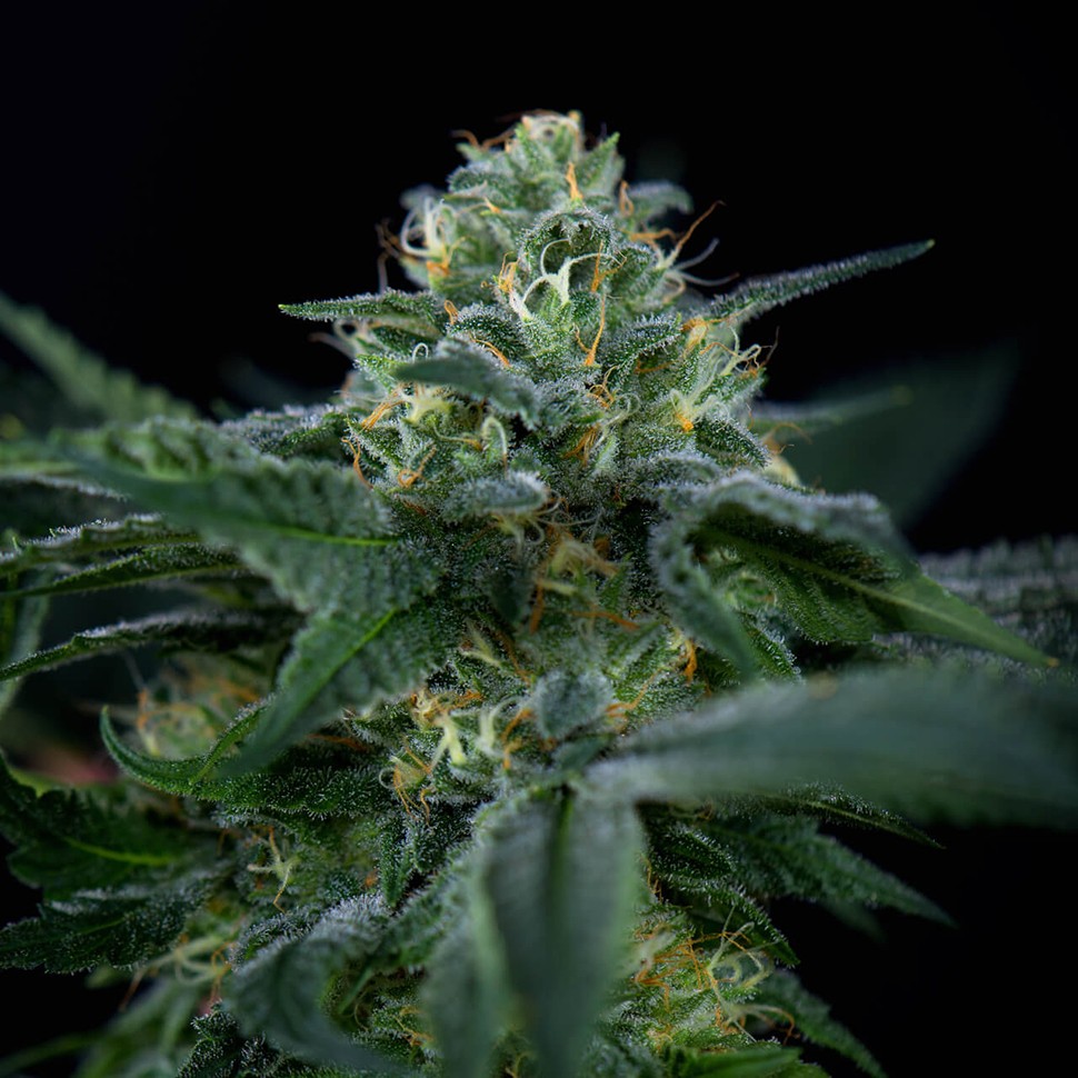 Семена  New Moon feminised Ganja Seeds