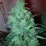 Семена  New Moon feminised Ganja Seeds