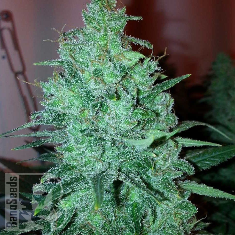 Семена  New Moon feminised Ganja Seeds