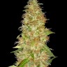 Семена  New Moon feminised Ganja Seeds