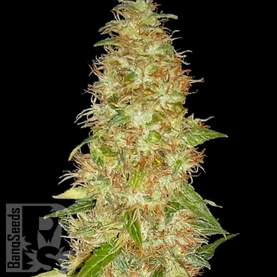 Семена  New Moon feminised Ganja Seeds