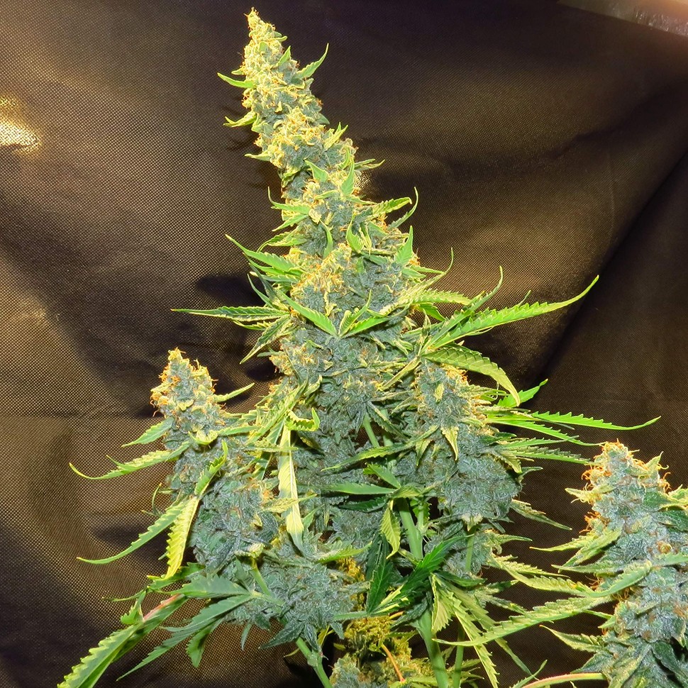 Семена ганжа  Northern Lights x AK feminised Ganja Seeds