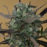 Семена  Auto Chemdawg feminised Ganja Seeds