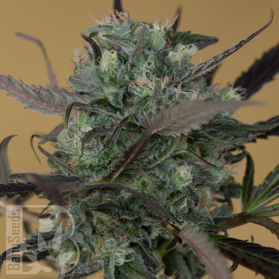 Семена  Auto Chemdawg feminised Ganja Seeds