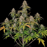 Семена  Auto Chemdawg feminised Ganja Seeds