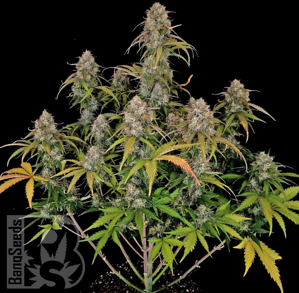 Семена  Auto Chemdawg feminised Ganja Seeds