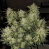 Семена  Auto Chemdawg feminised Ganja Seeds