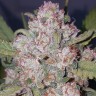 Семена  Auto Chemdawg feminised Ganja Seeds