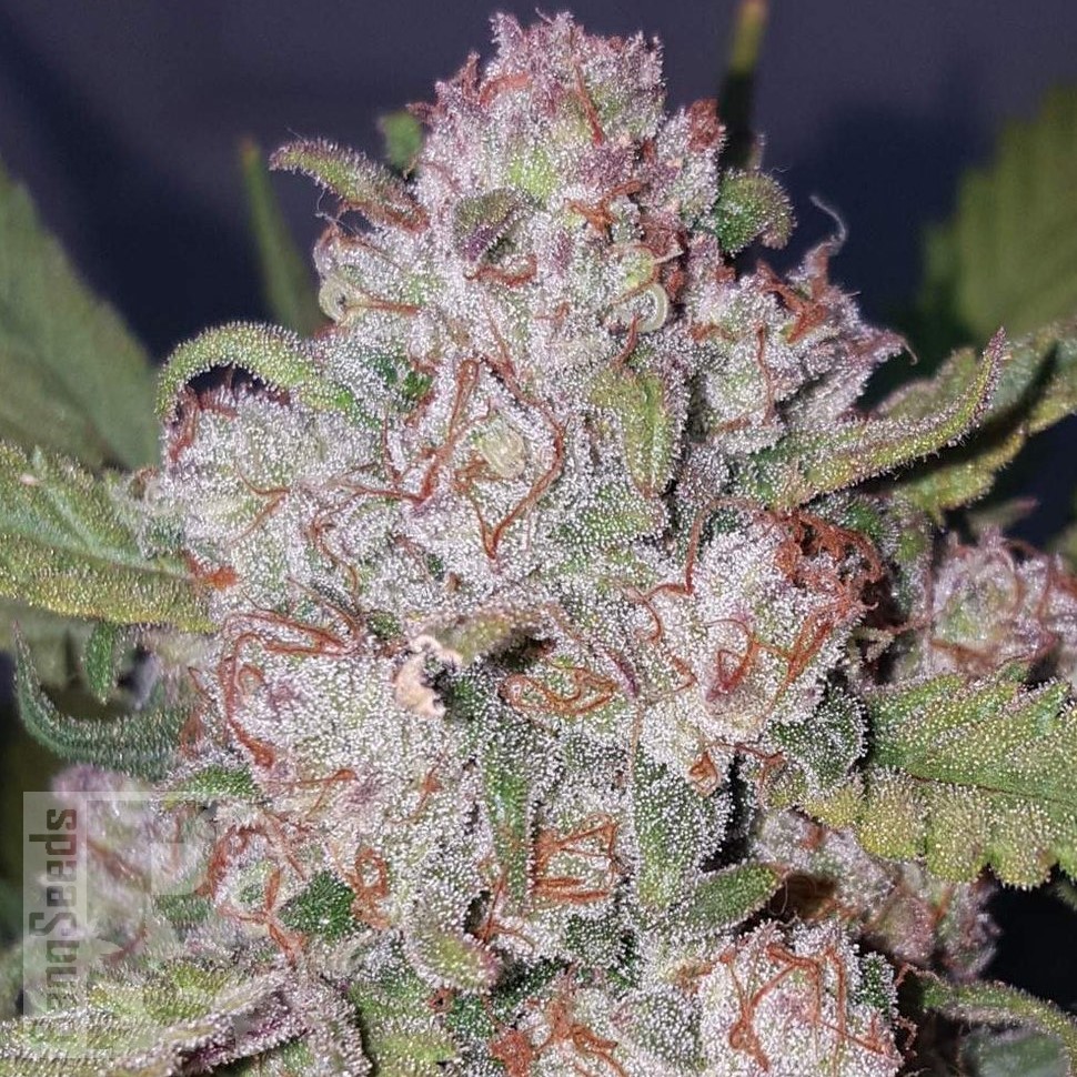 Семена  Auto Chemdawg feminised Ganja Seeds