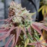 Семена  Auto Chemdawg feminised Ganja Seeds