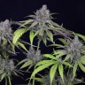 Семена ганжа  Auto Chuck Chuck feminised Bang Seeds