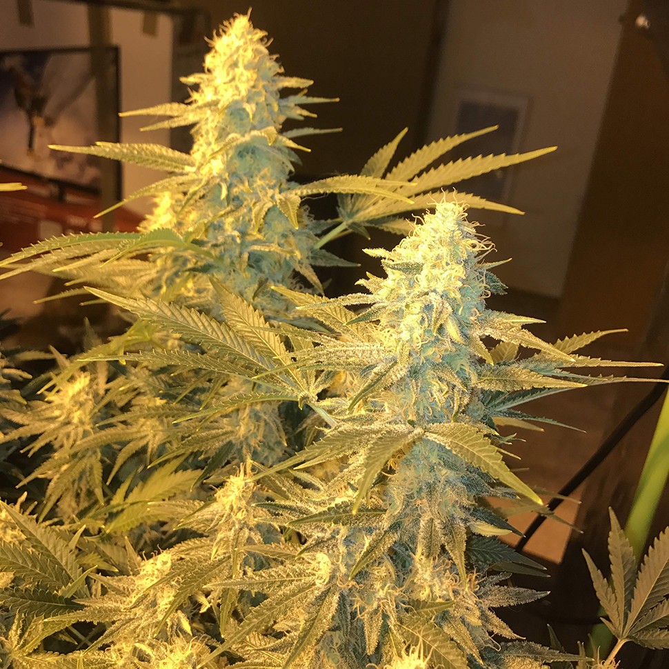 Семена конопли  Snow Leopard feminised Bang Seeds