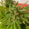 Семена Auto Mandarine feminised Ganja Seeds