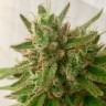 Семена конопли Auto Mandarine feminised Ganja Seeds